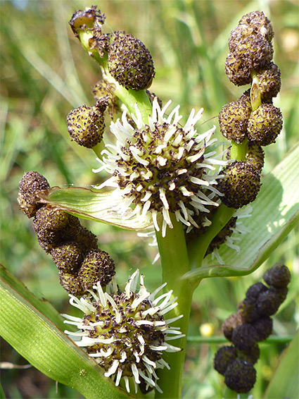 Branched bur-reed (sparganium erectum), The Sturts Nature Reserve, Herefordshire