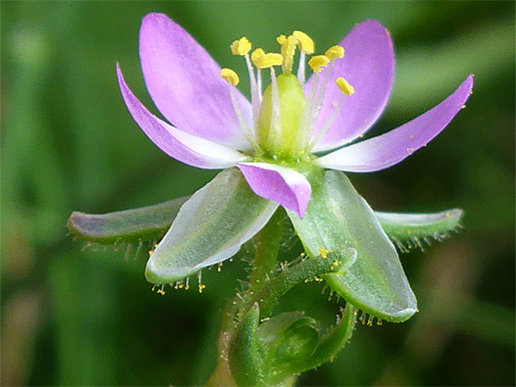 Spergularia marina (lesser sea-spurry), Walborough Nature Reserve, Somerset