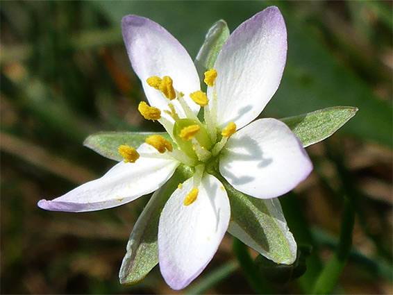 Greater sea-spurry (spergularia media), Walborough Nature Reserve, Somerset