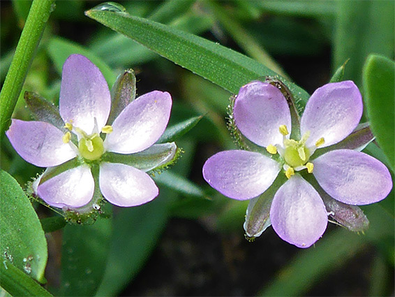 Spergularia rubra (red sand-spurrey), Ibsley Common, New Forest, Hampshire