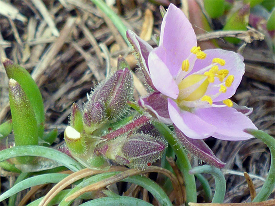 Rock sea-spurry (spergularia rupicola), Burry Holms, Swansea