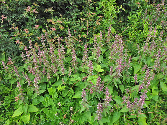 Many stems of limestone woundwort