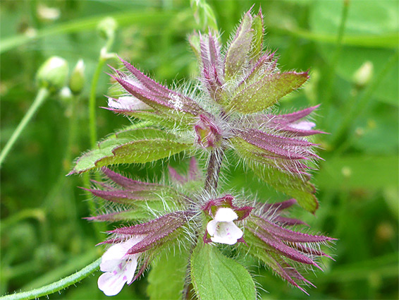 Stachys arvensis (field woundwort), Nant Menasgin, Powys