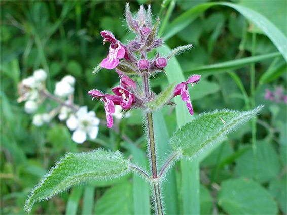 Flowers and leaves