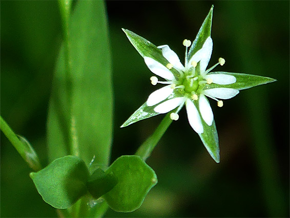 Bog stitchwort (stellaria alsine), Cannop Bridge Marsh, Gloucestershire