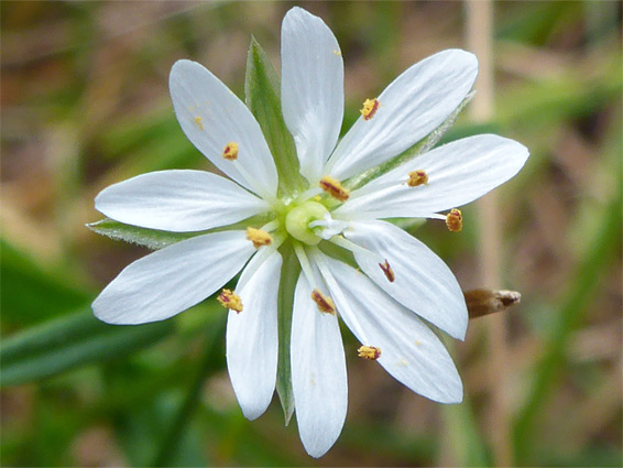 Stellaria graminea (lesser stitchwort), Cadbury Camp, Gloucestershire