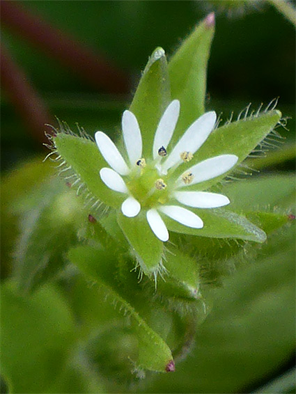 Stellaria media (chickweed), Nant Menasgin, Powys