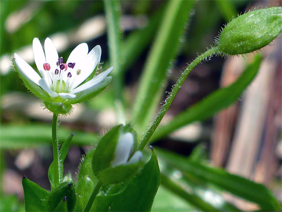 White flower of greater chickweed (stellaria neglecta), Holway Woods, Dorset