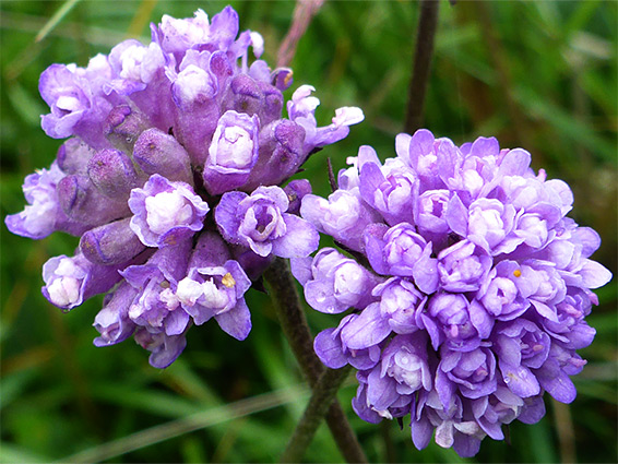 Two flower clusters