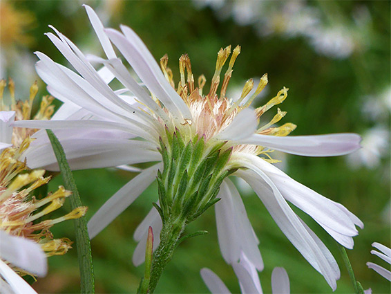 Symphyotrichum novi-belgii (confused Michaelmas daisy), Blagdon Lake, Somerset