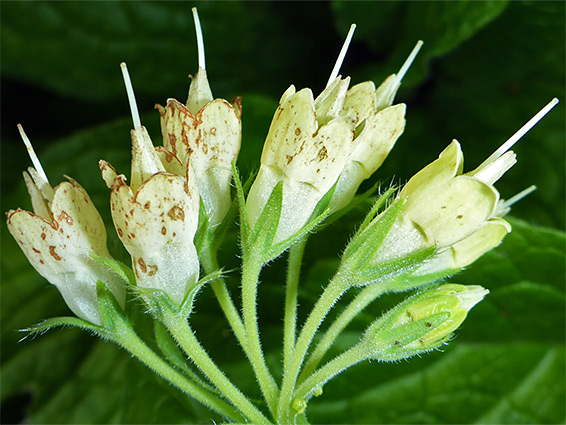 Symphytum grandiflorum (spreading comfrey), Church Ope Cove, Dorset