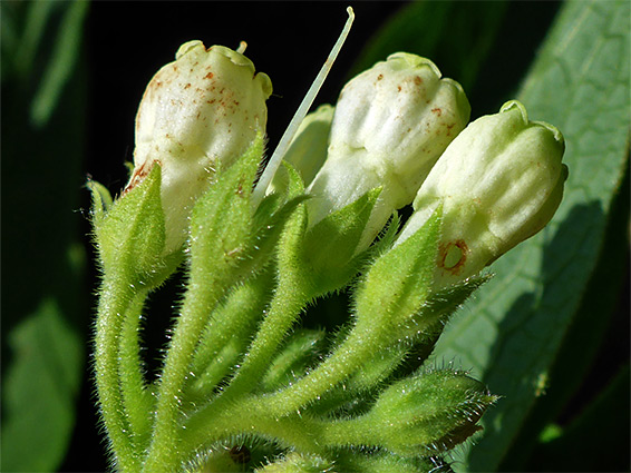 Common comfrey (symphytum officinale), Lugg Meadow, Herefordshire