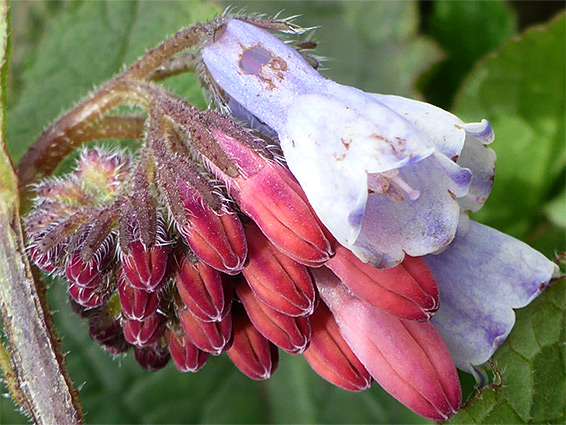 Hidcote comfrey (symphytum x hidcotense), Lower Woods, Gloucestershire