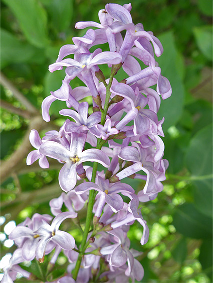 Syringa vulgaris (common lilac), Hartslock Nature Reserve, Oxfordshire