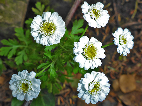 Feverfew (tanacetum parthenium), Avon Gorge, Bristol