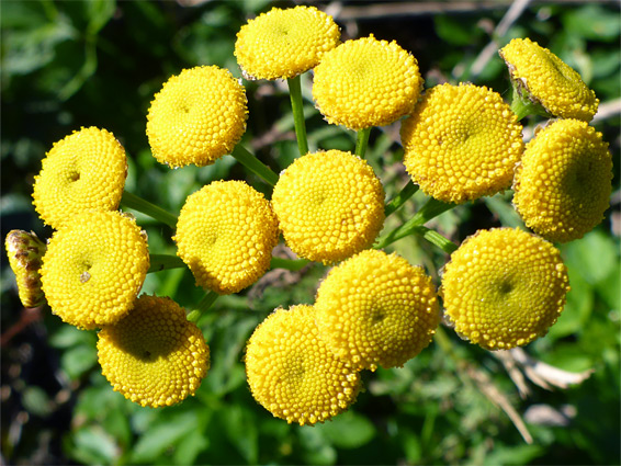 Tanacetum vulgare (tansy), Ladram Bay, Devon