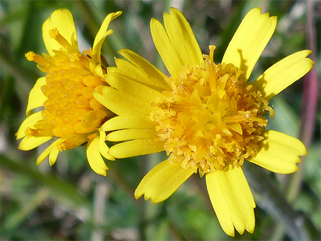 Tephroseris integrifolia (field fleawort), Pewsey Downs, Wiltshire