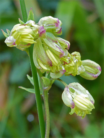 Alpine meadow-rue (thalictrum alpinum), Cwm Idwal, Gwynedd