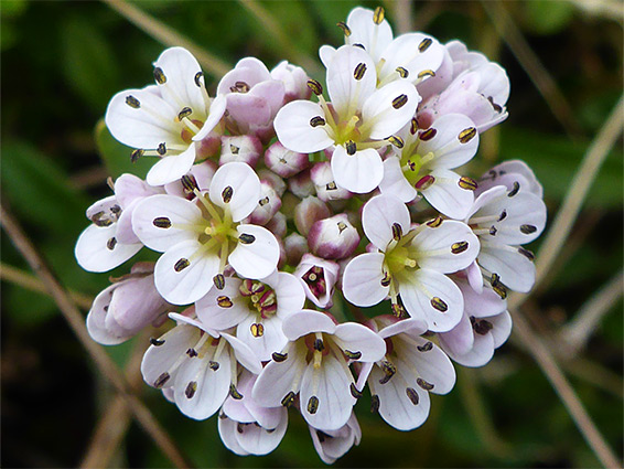 Thlaspi caerulescens (alpine pennycress), Blackmoor Nature Reserve, Somerset