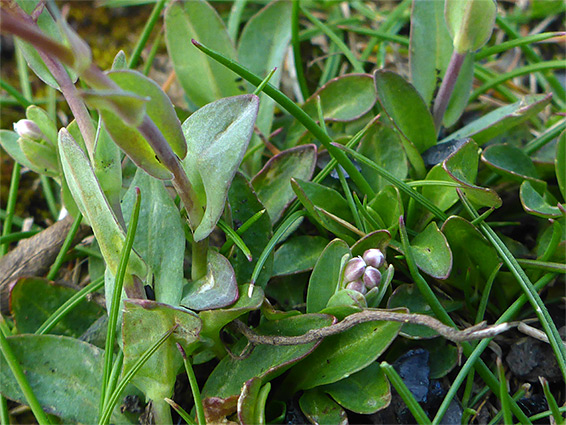 Leaves and buds