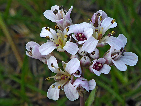 Small flower cluster