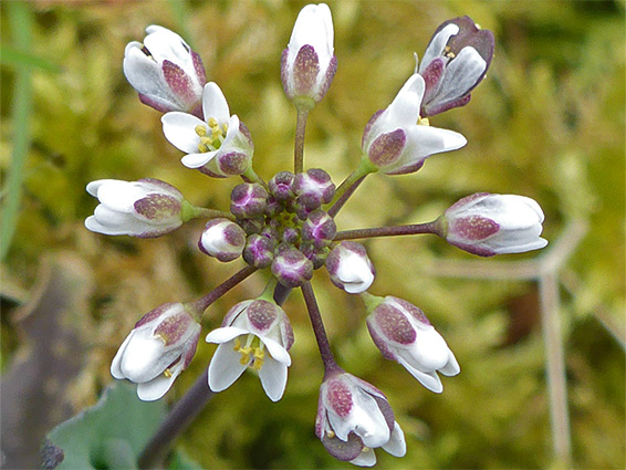 Thlaspi perfoliatum (perfoliate pennycress), Compton Abdale, Gloucestershire