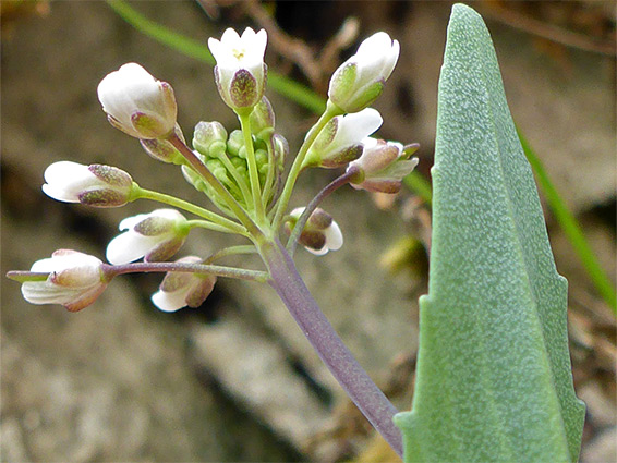 Leaf and flowers