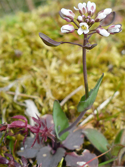 Flowering stem