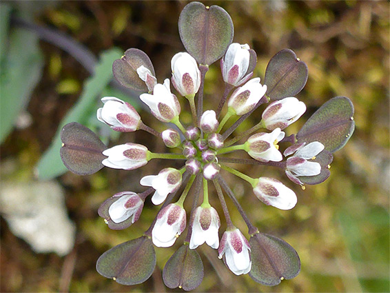 Flowers and fruits