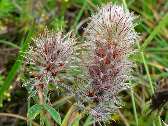 Trifolium arvense (hare's foot clover), Berrow Dunes, Somerset