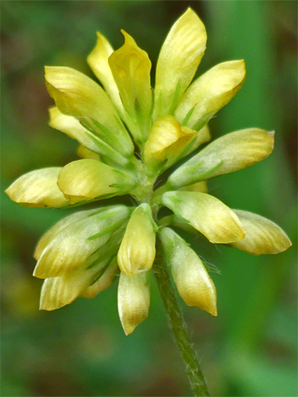 Trifolium dubium (lesser trefoil), Rough Bank Reserve, Gloucestershire