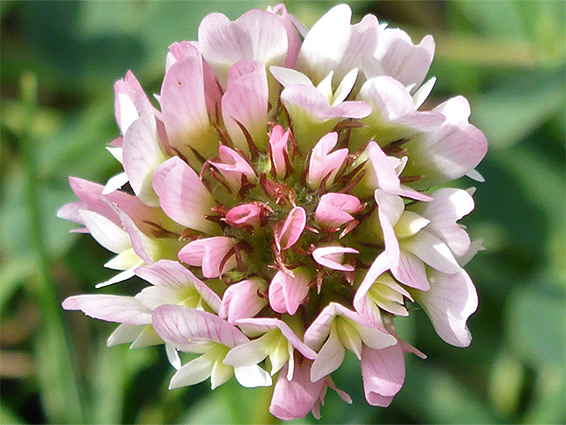 Strawberry clover (trifolium fragiferum), Littleton, Gloucestershire