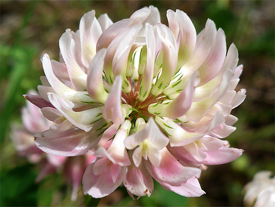 Alsike clover (trifolium hybridum), Llyn Fach, Neath Port Talbot