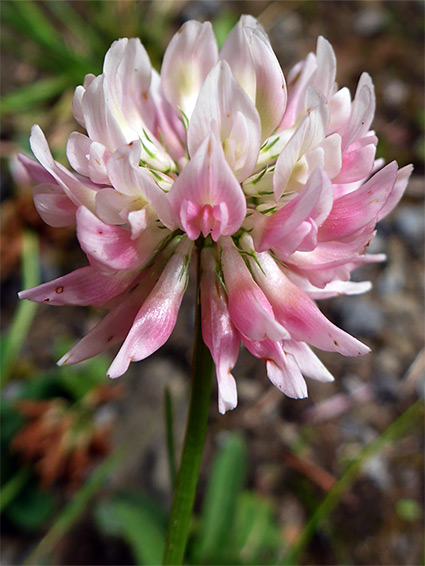 Pale pink flowers