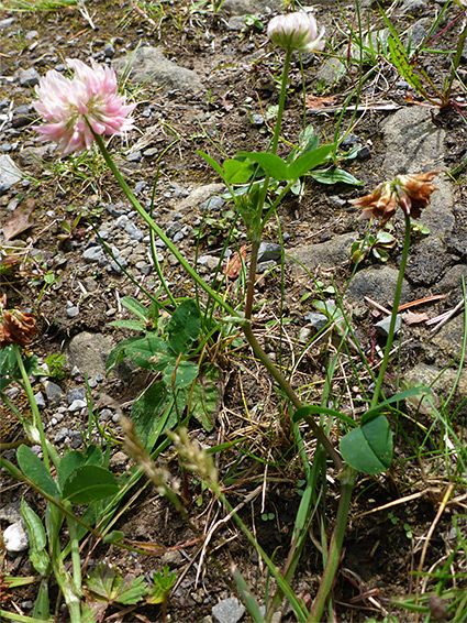 Branched stem