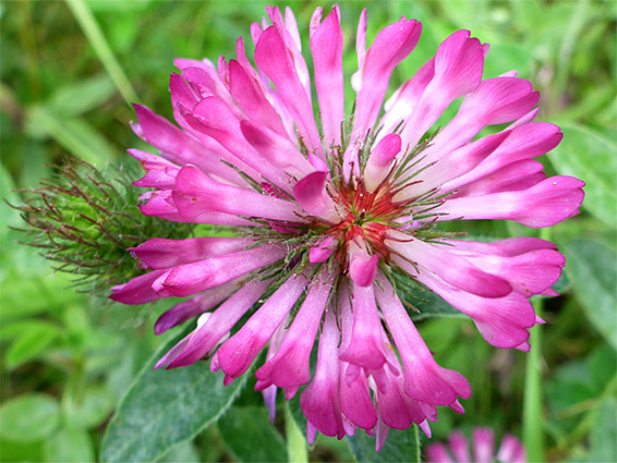 Zigzag clover (trifolium medium), Llyn Fach, Neath Port Talbot