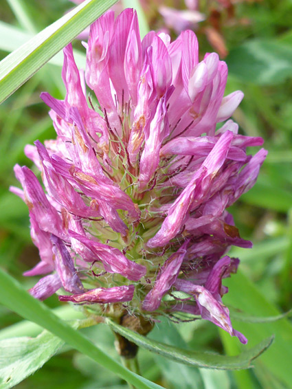 Red clover (trifolium pratense), Stoke Gifford, Gloucestershire