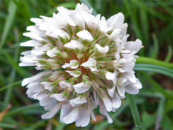 White clover (trifolium repens), Puxton Moor, Somerset