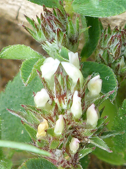 Trifolium scabrum (rough clover), Braunton Burrows, Devon