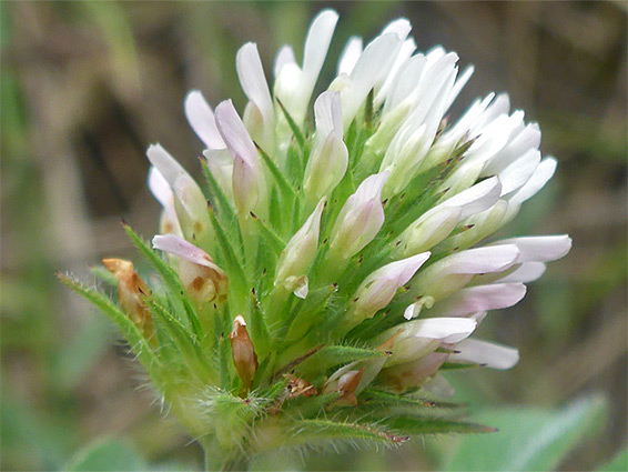 Trifolium squamosum (sea clover), Clevedon, Somerset