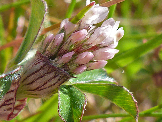 Trifolium striatum (knotted clover), Bossington Beach, Somerset