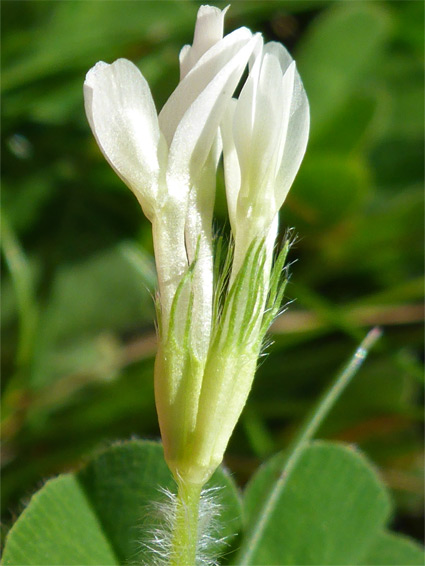 Subterranean clover (trifolium subterraneum), Bossington Beach, Somerset