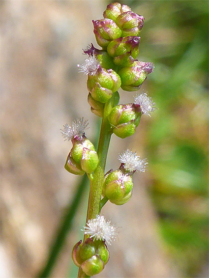 Triglochin palustris (marsh arrowgrass), Holmsley Inclosure, New Forest, Hampshire