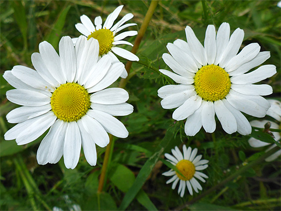 Four flowerheads