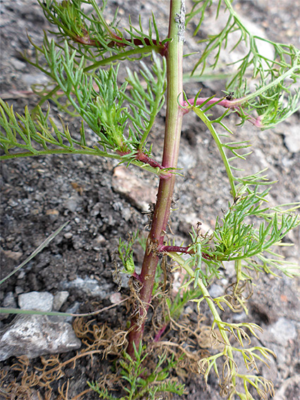 Lower stem leaves