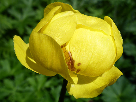 Globeflower (trollius europaeus), Upper Welson Marsh, Herefordshire