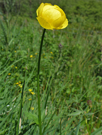 Flower and stem