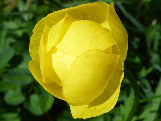 Veined petals