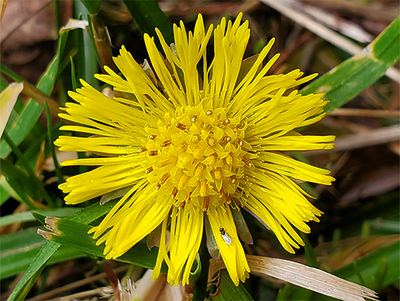 Coltsfoot (tussilago farfara), Stanner Rocks Nature Reserve, Powys