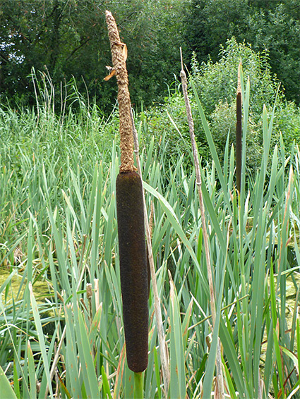 Bulrush (typha latifolia), Shapwick Heath, Somerset